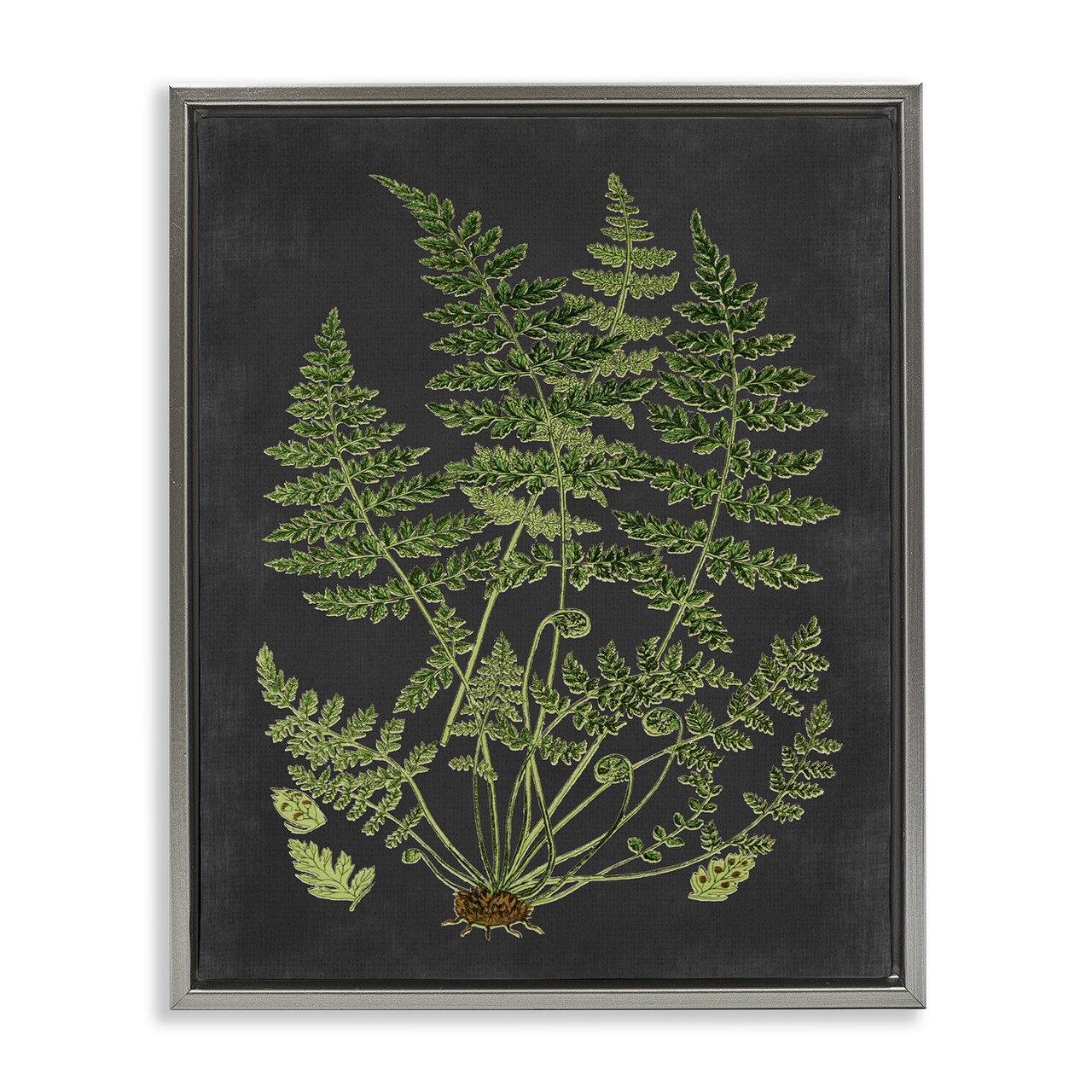 Stupell Industries Scientific Botanical Fern Drawing Framed Floater Canvas Wall Art